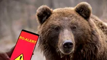 Mesaj Ro-Alert după ce un urs a fost văzut într-o localitate din județul Sibiu