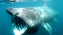 Care este cel mai LUNG pește din ocean?