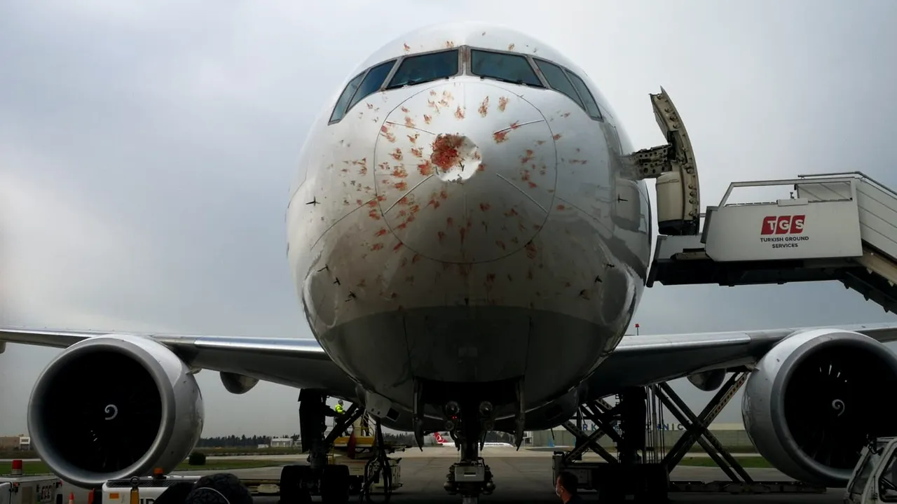 Cum arată botul unui avion după impactul cu un stol de păsări - FOTO 6 