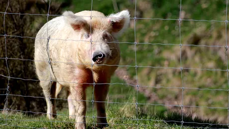 Accident neobișnuit pe autostrada A1: Trei persoane au scăpat nevătămate după ce mașina lor a lovit un porc