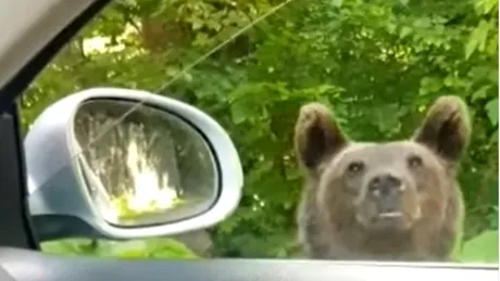 Momentul în care un urs se sprijină de geamul deschis al unei mașini la Sinaia