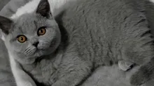 Prețul animalelor de companie e explodat în România. Cu cât se vinde pe OLX o pisică British Shorthair