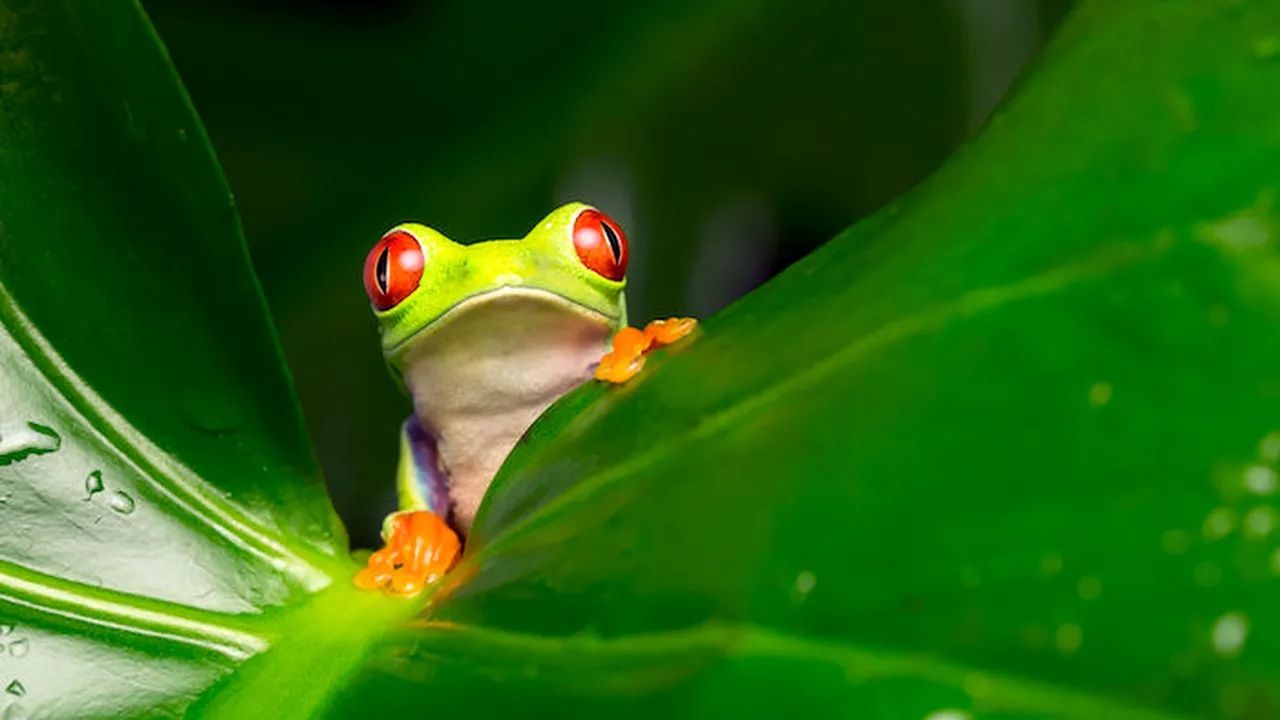 1-frog 
