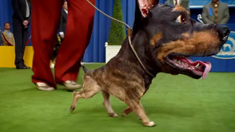 Doberhuahua, personajul principal în reclama Audi pentru Super Bowl. VIDEO