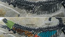 O reptilă marină s-a fosilizat atât de bine încât...