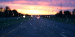 De ce vedem tot mai puține insecte strivite pe parbrizele mașinilor? Economie la lichidul de spălare, dar un viitor incert