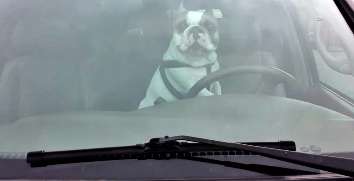 Un câine lăsat singur în maşină îşi face singur dreptate [VIDEO]