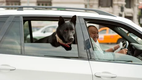 Transportul animalelor de companie în mașină: Reguli esențiale și ce spune legea în 2025