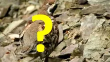 O specie INCREDIBIL de RARĂ a fost găsită în România! Este UNICĂ în toată...