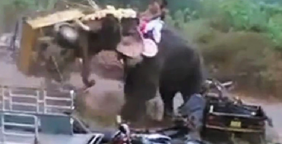 Un elefant se înfuria şi călca totul în picioare