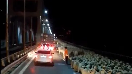 Cu turma de oi pe Autostrada Soarelui - VIDEO