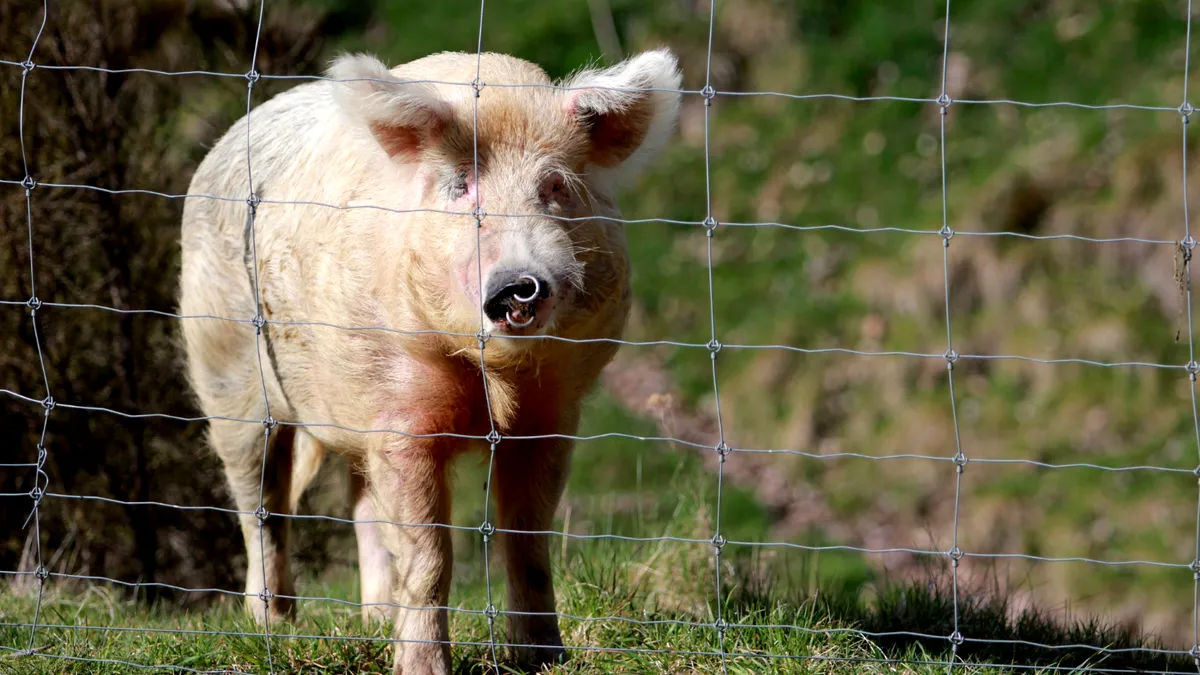 Accident neobișnuit pe autostrada A1: Trei persoane au scăpat nevătămate după ce mașina lor a lovit un porc