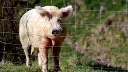 Accident neobișnuit pe autostrada A1: Trei persoane au scăpat nevătămate după ce mașina lor a lovit un porc
