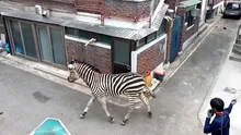 VIDEO. Zebră evadată, la plimbare prin oraș. Animalul a devenit vedetă pe internet
