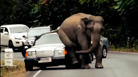 Trei oameni au murit după ce mașina în care se aflau a izbit un elefant. Animalul avea prioritate