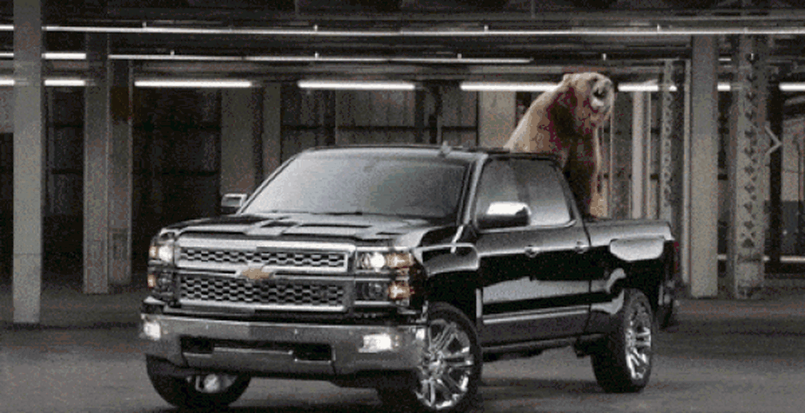Chevrolet se foloseşte de un grizzly pentru a ironiza Ford F-150 [VIDEO]
