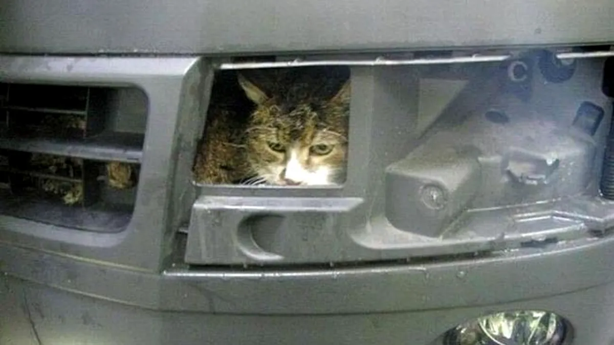 Inedit: dacă ţi-a dispărut pisica, verifică maşina. S-ar putea să ai o surpriză...