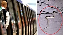 Au apărut șerpii la metrou. Pe ce magistrală a fost filmată reptila și cum a ajuns în subteran. „Trebuia chemată jandarmeria”