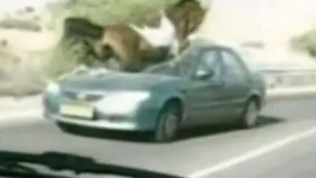Cal vs maşină pe autostradă în Israel