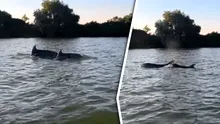 Gândul a mers pe urma imaginilor virale cu delfini în Dunăre. Cum au ajuns mamiferele la Sulina și ce se va întâmpla cu ele? Ce spun specialiștii