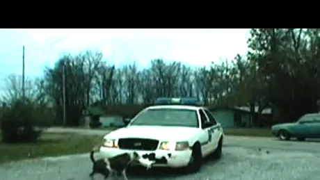 Maşină de poliţie atacată de un câine!