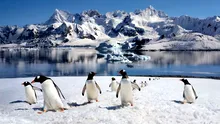O nouă specie de pinguin a fost descrisă după mai bine de un secol