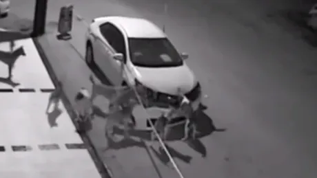 
Nu e voie, pleacă de acolo!? Nu merge aşa cu cea mai “turbată” gaşcă de câini vandali.
