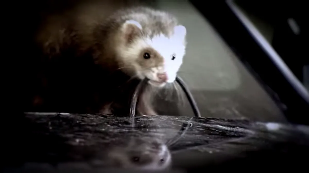 Audi ne arată ce se întâmplă în motorul tău când intră dihorii în el. VIDEO