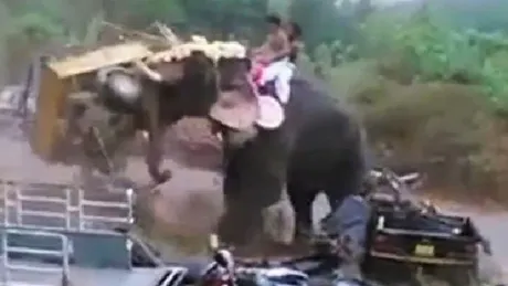 Un elefant se înfuria şi călca totul în picioare