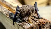 Un liliac a încercat să intre în gura unei femei în timp ce dormea: „Am crezut că visez”