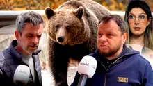 România, îngrozită de urși. Invazie de animale sălbatice în Bușteni, unde oamenii se tem să iasă din casă și îi cer ministrului Mediului să intervină de urgență: „Trăim o teroare. Ne aleargă fiarele la noi în curte”
