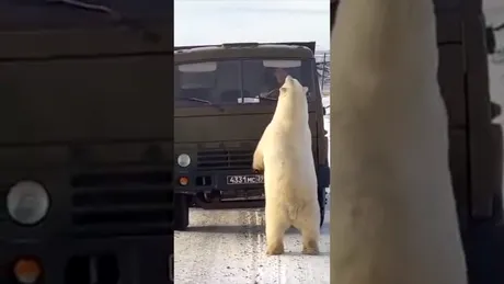 Momentul în care 10 urși polari iau cu asalt un camion în Siberia