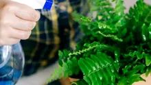 Trucul simplu pentru plantele de apartament atunci când plecăm de acasă