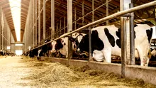 Subvenții noi pentru crescătorii de bovine și porcine
