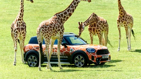 MINI Countryman plug-in hybrid se aventurează în safari - FOTO