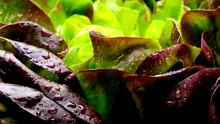O proteină cheie a fost crescută în salata verde pentru prima dată