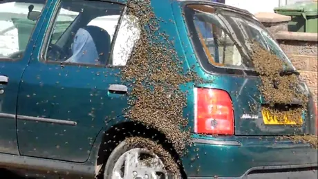 Un britanic şi-a găsit maşina transformată în stup de albine. VIDEO
