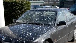 Culoarea mașinii tale ar putea atrage păsările mai mult decât te-ai aștepta și nu într-un mod plăcut