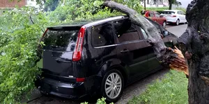 2025: Cine plătește pagubele dacă un pom cade peste mașina ta? Cum poți solicita despăgubiri