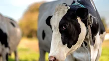 BANCUL ZILEI. -Mămico, noi trăim ca animalele?