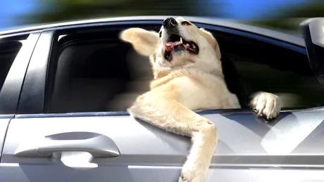 Calendar inedit de Moş Nicolae: câini în maşini... în viteză! 
