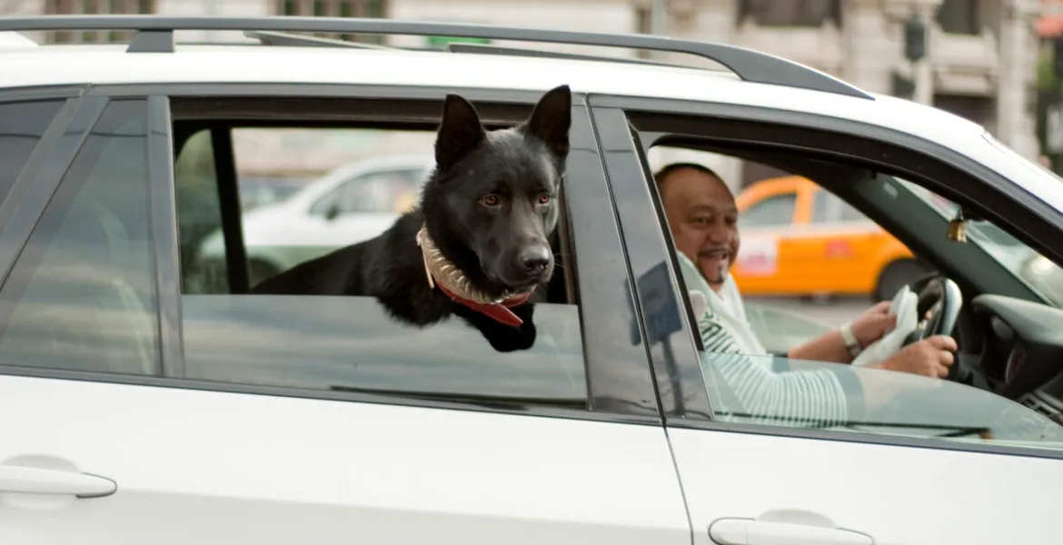 Transportul animalelor de companie în mașină: Reguli esențiale și ce spune legea în 2025