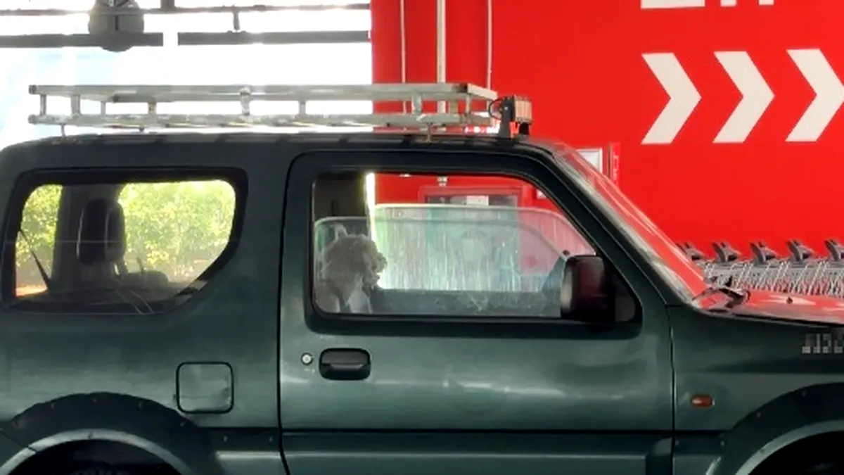 2025: Ce pățești dacă lași cățelul în mașină pe caniculă. Ai voie să spargi geamul mașinii pentru a salva animalul?