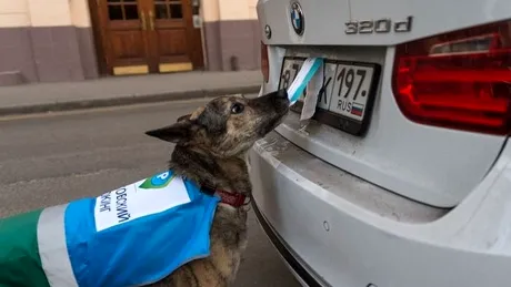 Câinii-poliţişti din Moscova luptă împotriva parcărilor aiurea. Şi sunt super-simpatici