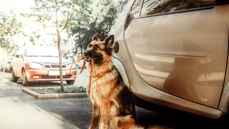 5 motive pentru care câinii se reped la roțile mașinilor