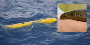Video / Americanii au dezvăluit drona subacvatică inspirată de „peștele vampir” care își urmărește ținta înainte de atac