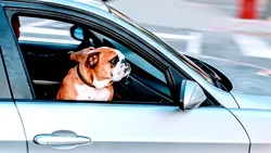 De ce câinii și pisicile nu au voie pe scaunul din față? În 2026, amenda poate depăși 4.000 de lei