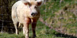 Accident neobișnuit pe autostrada A1: Trei persoane au scăpat nevătămate după ce mașina lor a lovit un porc