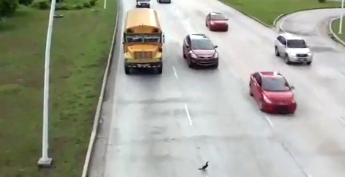 VIDEO: Cum traversează o raţă autostrada