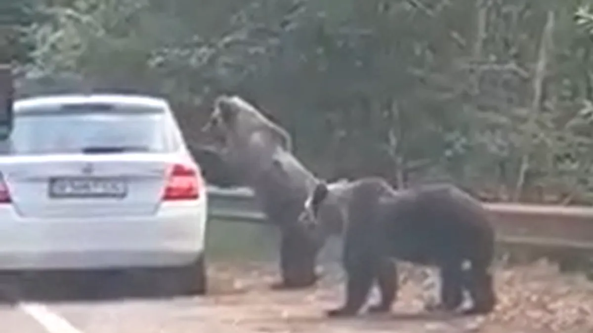 Pe Transfăgărășan, un urs a atacat o femeie care ieșise pe jumătate pe geam pentru a-l fotografia